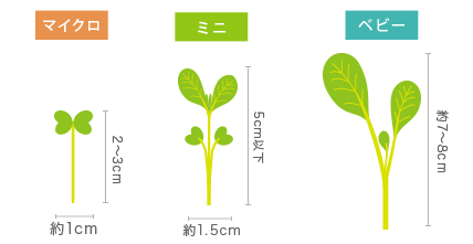 マイクロ 発芽後約3〜4日で、かいわれが開いた形状で草丈が2〜3cm前後の大きさです。栄養価が豊富で注目されています。